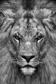 Black And White Lion And Lioness Picture Tattoo Ideas Strength Lion 55 Best Ideas Black And White Lion Lion Pictures Lion Photography