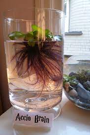 Pin By Bia Unruh On Plant Obsessions Indoor Water Garden Container Water Gardens Water Garden