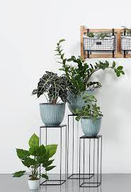 plants are better friends so setzt ihr eure lieblinge in szene wohnzimmer pflanzen indoor pflanzen dekor pflanzen dekor