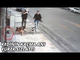 Kopegin Kediye Saldirisi Kameraya Boyle Yansidi Youtube