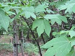 Image result for Lauraceae