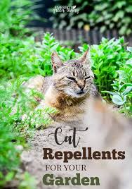 Keeping cats out of the yard or garden. Cats Are One Of Those Animals You Don T Want In Your Garden Even If You Are A Cat Person They Dig Cat Repellant Outdoor Cat Repellant Plants That Repel Cats