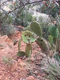 Cactus face is an unreleased track by the late pittsburgh artist mac miller. Smiley Face Cactus In Zion National Park Happylittleaccident