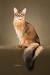 Egyptian Abyssinian Cat