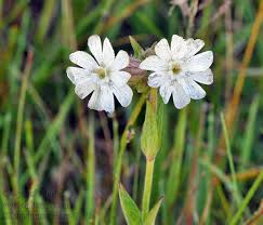 Image result for Silene kiwuensis