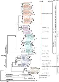 A New Evolutionary History Of Primates Primates Human