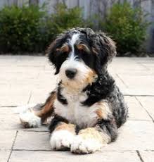 Black Bernese Mountain Dog Poodle Mix Bernedoodles Are My Dream Breed They Re A Big Friendly Mix Of Poodle And Bernese Mountain Dog Hypoallergenic Dogs Bernedoodle Puppies