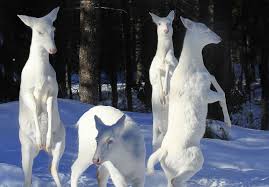 Image result for one of a kind animals