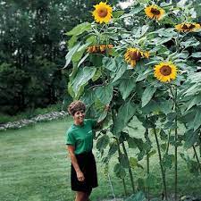 Sunflower Mammoth Growing Sunflowers Landscaping Inspiration Mammoth Sunflower