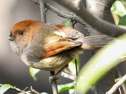 Image result for Pleurostylia capensis