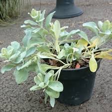 Willemse, spécialiste du jardinage : Mertensia Au Gout D Huitre Vente En Ligne De Plants De Mertensia Au Gout D Huitre Pas Cher Leaderplant