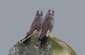 Explora 1.376 fotografías e imágenes de stock sobre cernícalo vulgar o realiza una nueva búsqueda para encontrar más fotografías e. Cernicalo Vulgar Falco Tinnunculus Un Ave Rapaz De Pequeno Tamano