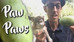 2023 Ohio Pawpaw Festival Biggest and Best Contest Winners, Shenandoah vs.  Susquehanna issue, NAPGA