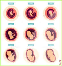 Pin On Baby Development Activities For Moms