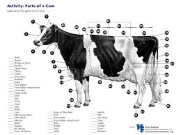 Parts Of A Dairy Cow Activity Dairy Cattle Large Animal Vet Show Cows