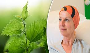 Stinging nettle is edible, and its preparations are famous for medicinal benefits against eczema, joint pain, arthritis, gout, and anemia. Could Stinging Nettles Help Destroy Cancer Cells New Treatment Can Target Disease Express Co Uk