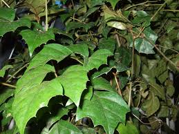 Image result for Cissus humbertii