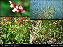 Image result for Persicaria decipiens