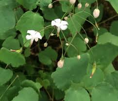 Image result for Blyxa hexandra