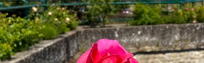 Rose garden "Rousegaart op de Rondellen