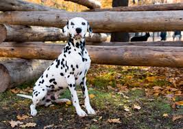 This breed sheds frequently so a good brushing a few times a week will be good for their coat. Dalmatian Breed Facts And Information Petcoach