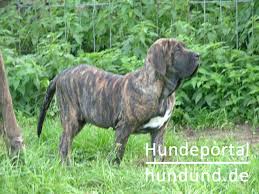 Der fila brasileiro stammt aus brasilien. Fila Brasileiro Cao De Fila Brasilianische Dogge Foto 37982 Hundund De