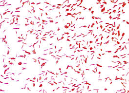 It first broadcast on april 1, 1992. Gram Staining Of Paenibacillus Ihumii Strain At5 Download Scientific Diagram