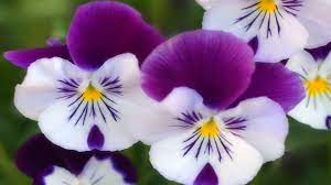 White roses, flower, white flower pattern, flower arranging, white png. Wallpaper White Flowers Purple Yellow Flower Pansy Flora Petal Viola Flowering Plant Annual Plant Violet Family 1920x1080 787493 Hd Wallpapers Wallhere