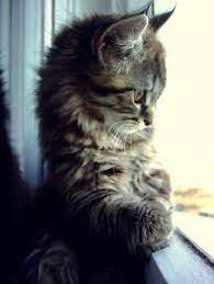 김 adli kullanicinin kedi kedi miyav dedi panosundaki pin cute kittens hayvan bebekler evcil hayvanlar
