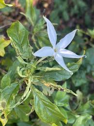 Image result for Leptactina arborescens