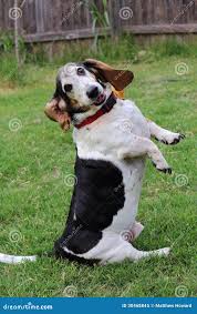 Image result for basset hound