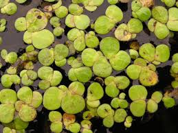 Image result for Spirodela