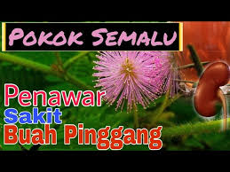 Maybe you would like to learn more about one of these? Penawar Sakit Buah Pinggang Herba Kampung Pokok Semalu Youtube