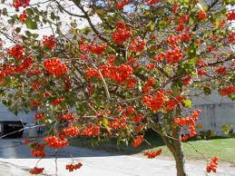 Department of agriculture plant hardiness zones 4 through 8. Washington Hawthorn