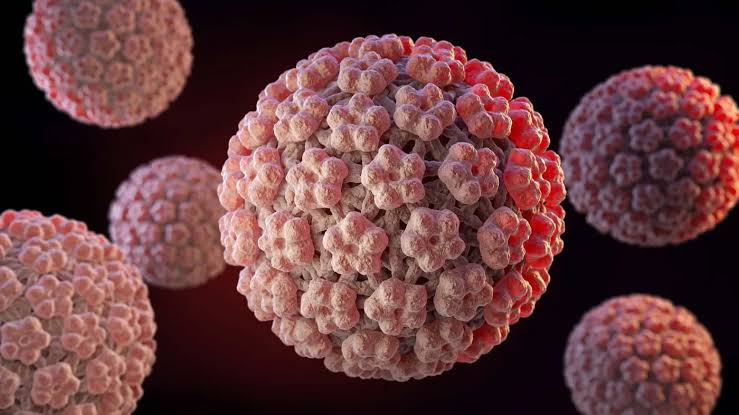Sùi mào gà hình thành một số loại HPV hoạt động lên da và niêm mạc