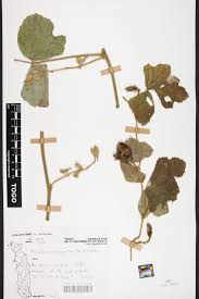 Image result for Pseudovigna