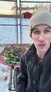 Meet Abigail the Cow at The Rylee Ranch