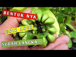 Nama lain jeruk jari budha dantaranya bushukan (jepang), tangan dewa (jakarta), dan kuku macan (aceh). Buah Unik Dan Langka Jeruk Jari Budha Citrus Medica Var Sarcodactylis Youtube