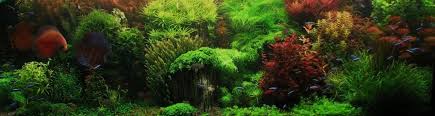 For example, one single 300w led light fixture may be fine for one or maybe two plants, but it may not be enough to cover a bigger space with multiple plants. How To Switch To Led Aquarium Lighting Aquarium Fish Plants Com