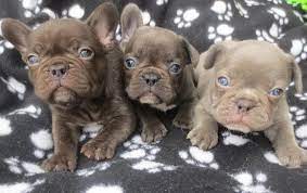 It is a pleasure to see puppies go to homes where they will be loved and appreciated. Silver Hammer Frenchies