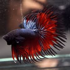 Pin On E Bay S Prettiest Bettas
