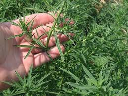 Image result for Baissea viridiflora