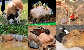 Maybe other food is very plentiful, and the capybara is a strong fighter and not worth the trouble of eating? Bravest And Friendliest Animal In My Opinion The Capybara Chilling With Every Animal It Meets Including Even An Alligator Natureismetal
