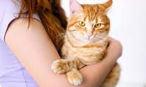 toxoplasma nedir cizmeli kedi veteriner klinigi
