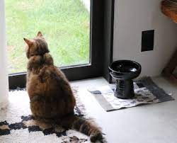 高さのある美しい水皿 selected by 倉石一樹 今までに 犬も猫も飼ってきたのですが 最初にかったシベリアンハスキーが老人になって腰を悪くして 床に置いたご飯だと食べられなくなってしまって それで高い位置で食べられる食器を探した事がありまし