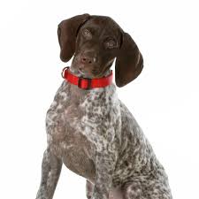 Pets4homes found 42 german shorthaired pointer dogs and puppies for sale in the uk.read our german shorthaired pointer buying advice page for information on this dog breed. German Short Haired Pointer Puppies For Sale Adopt Your Puppy Today Infinity Pups