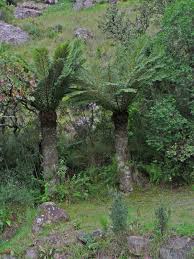 Image result for Cyathea dregei