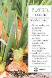 Rote Braune Und Weisse Zwiebeln Herkunft Anbau Und Sorten Plantura Zwiebeln Anbauen Zwiebelsorten Gemuse Pflanzen