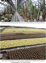 Image result for Vangueria ferruginea
