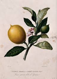 Image result for Citrus medica